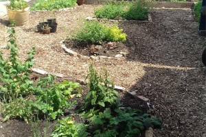 garden.png - Community Garden based in a GP surgery