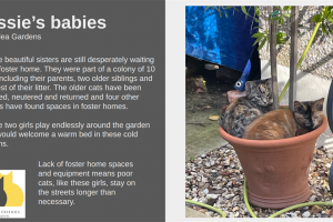 jessies-babies.png - Help voluntary cat rescue in Redbridge