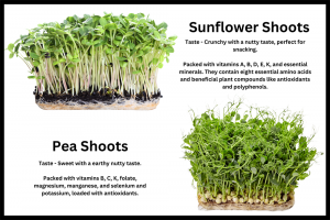 the-best-microgreens-to-get-started-2.png - Greening Our Community