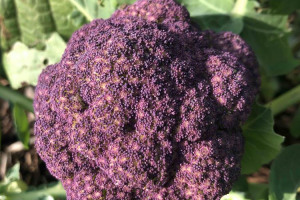 purple-broccoli-low-res.jpg -  Letting Grow’s School Nature Workshops