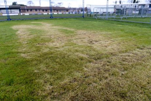 Help save cricket in Rotherham