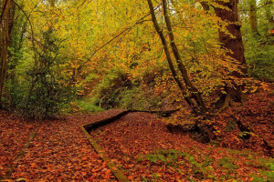 autumn-colours.jpg - Renovating Hob Hey Wood Pathways