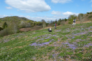 2015-04-22-south-malverns-violets-chae-end-128.jpg - Malvern Hills Lost Fritillaries Project