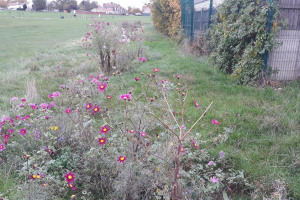 wildflower-verge-edge-at-brent-aprk.jpg - Improving Pinner Recreation Ground