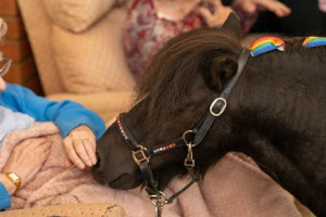 Tiny Ponies, Big Smiles, Lincolnshire