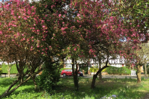 princes-gardens-cherry-tree-2.jpg - Creating a Cherry Tree Walk @ West Acton