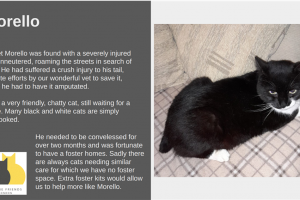 morello.png - Help voluntary cat rescue in Redbridge