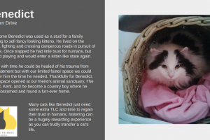 benedict.png - Help voluntary cat rescue in Redbridge