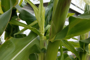 sweet-corn-18-th-aug.jpg - Growing Focal @ Focal Community Centre