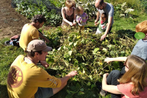 picking-beans.jpg - Little hands on the land
