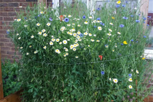 The Hidden Garden