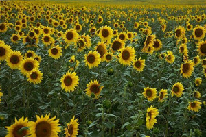 field-of-sunflowers.jpg - Join the sunflower Gang