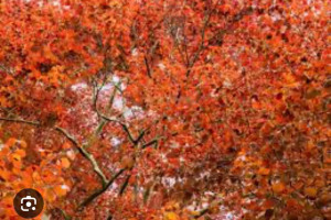 copper-tree.jpg - PTA Sensory Garden and Outdoor Classroom