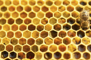 200409-pollen.jpg - Bee Workers to Key Workers 