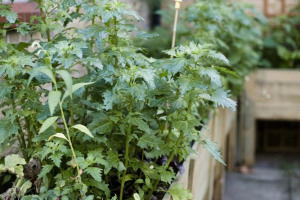 cgll-1.jpg - Roots and Shoots: Urban Gardening