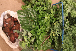 vegpic-3.jpg - Plant Eatery Farm to Market