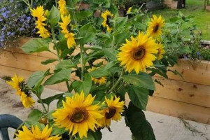 flowers-shed.jpg - Powering Communities