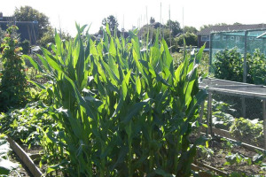winning-plots-008.jpg - Allotment Disability Availability - ADA