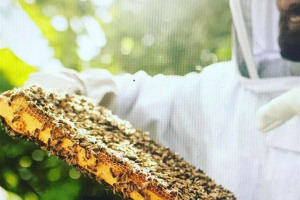 91543019-1817731795030434-832975255990435840-n.jpg - Community Honey by Bees & Refugees