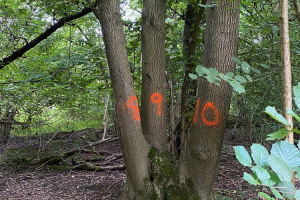 img-1336.jpg - Charing's Community Alderbed Wood Crisis