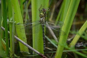 dragonfly-emerging-from-skin-2020.jpg - River-Friendly Farming at Fordhall Farm