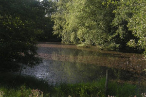 copy-of-guided-walks-16-07-06-5.jpg - River-Friendly Farming at Fordhall Farm