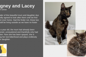 cagney-and-lacey.png - Help voluntary cat rescue in Redbridge