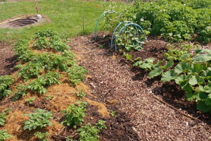 g-24.jpg - Treflach Community Growing Hub