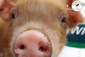 copy-of-crowdfund-pic-5.png - Revamp Gloucestershire's only Care Farm