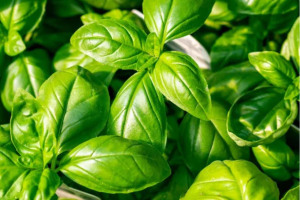 basil-2.jpg - PTA Sensory Garden and Outdoor Classroom
