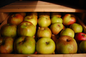 uop-bethlem-royal-hospital-3.jpg - Save London's Apple Heritage!