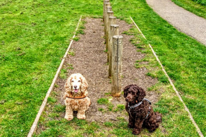 woody-weave-1.jpg - Dogs Improve Wellbeing