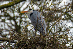 Ellesmere Heronwatch Camera System