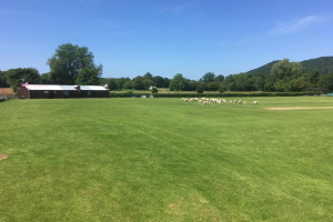 sheep-through-broken-fence.jpg - Upgrade facilities at Burghill CC