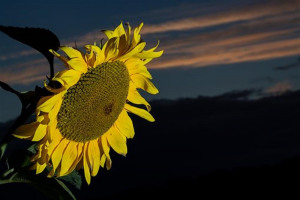 sunflowerin-the-dark.jpg - Join the sunflower Gang