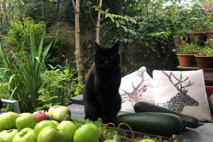 apple-cat.jpg - Sustainable Urban Community Garden