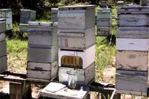 fb-img-1579516186642.jpg - Honey Bees that help save the planet.