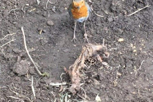 fb-img-1625690376934.jpg - Develop a Community Garden