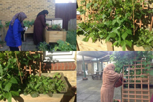 garden.jpg - Roots and Shoots: Urban Gardening
