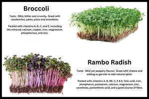 the-best-microgreens-to-get-started.png - Greening Our Community