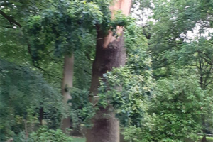 20230627-145149.jpg - Tree Sculpture at Temple Newsam Park 