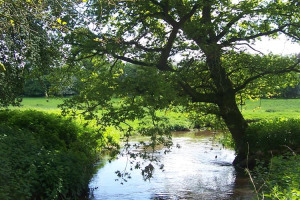 newsletter-research-25-05-06-047.jpg - River-Friendly Farming at Fordhall Farm