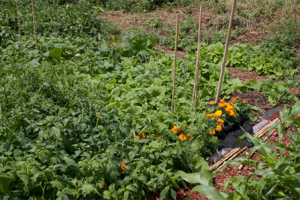 Renovation of Community Garden