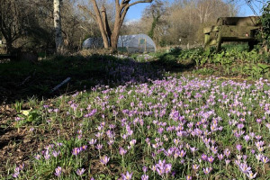 crocuses-out-in-feburary.jpg - Help bring art to a community garden