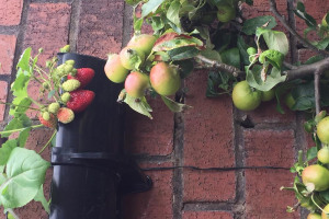 949-c-4-c-8-a-506-f-4-a-6-b-8-ab-7-f-355-f-61-d-1-be-6.jpeg - A public herb & tree garden in Toxteth
