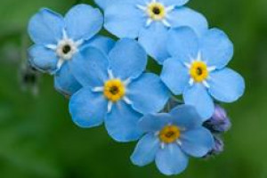 Restore Verges in 3 Shropshire Parishes