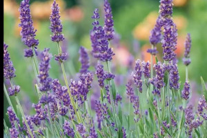 lavender-2.jpg - PTA Sensory Garden and Outdoor Classroom