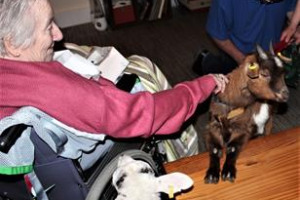 Mobile Goat Therapy for Wellbeing