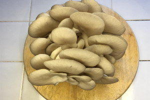 img-2731.jpeg - Margate Mushrooms