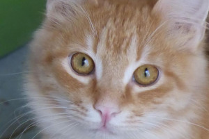 ginger-kitten.jpg - Community Rescue Cat Cafe 